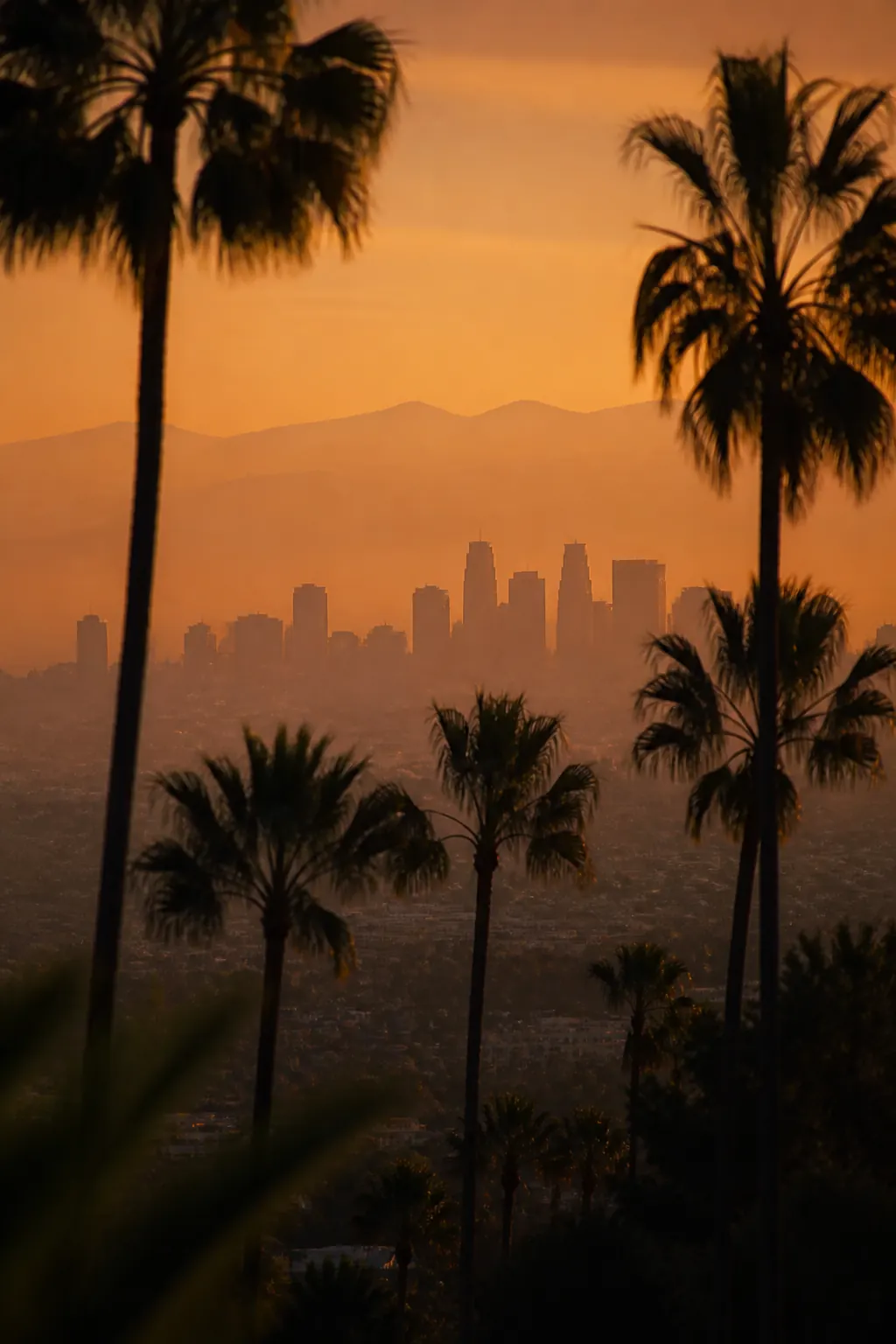 Los Angeles at sunset, palms against the light