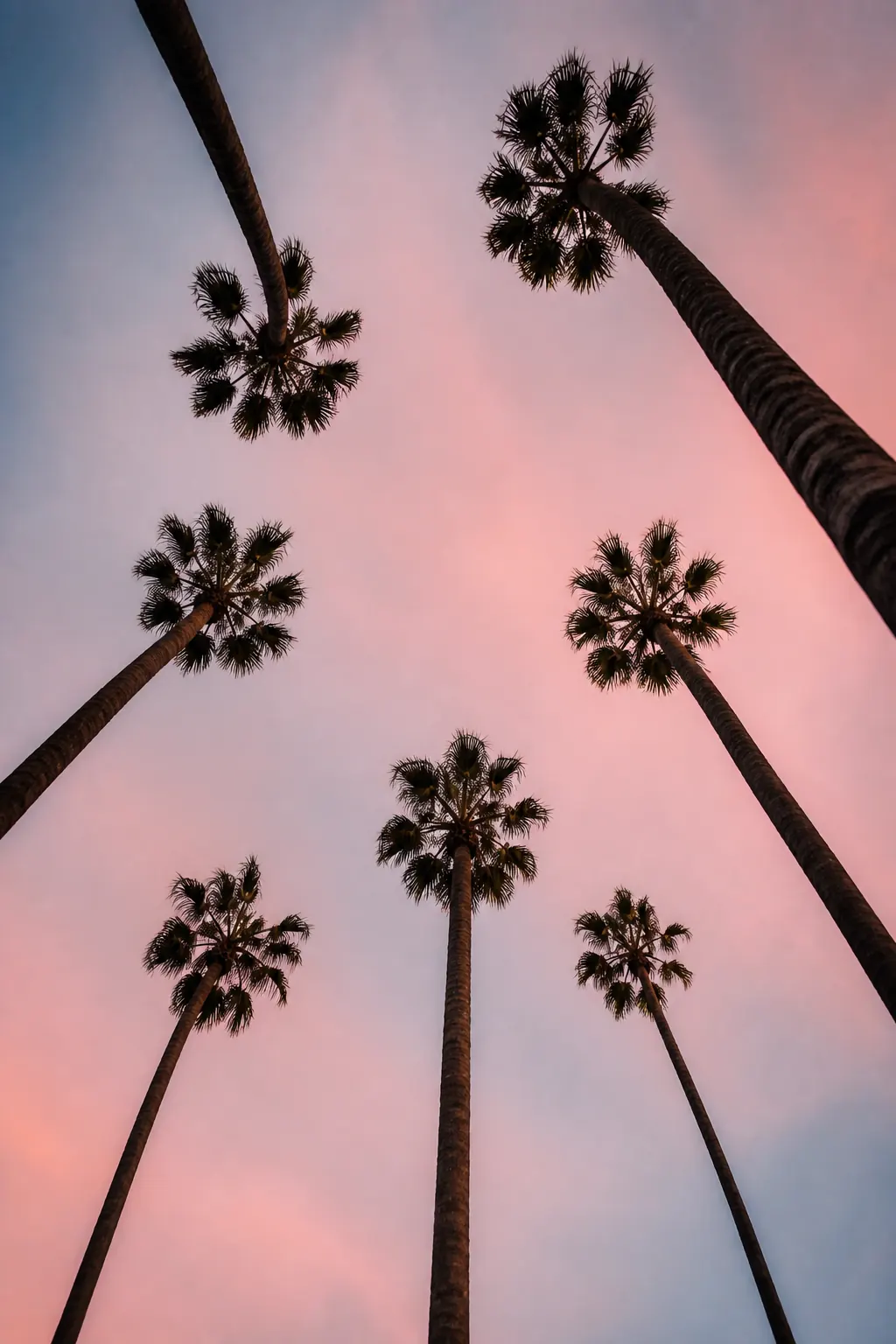 Palm trees seen from below against the evening sky